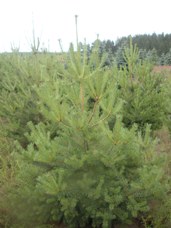 Scotch Pine